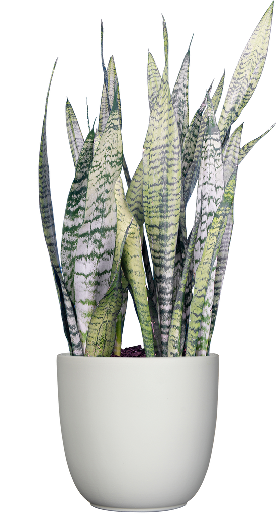 zeylanica snake plant Sansevieria Zeylanica | Snake Plant | 8" Pot | Easy Care Houseplant