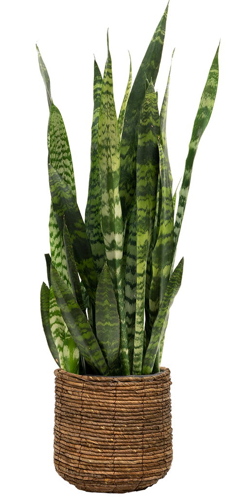 sansevieria zeylanica wikipedia Sansevieria Zeylanica | Snake Plant | 8" Pot | Easy Care Houseplant
