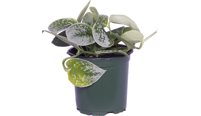 satin pothos buy online Scindapsus Pictus | Satin Pothos | 4" Pot