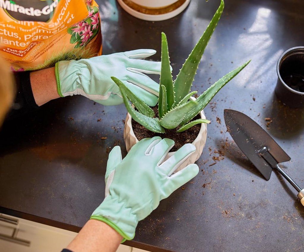 Miracle Gro Cactus Palm and Succulent Potting Mix | 8.8L – Plantsome