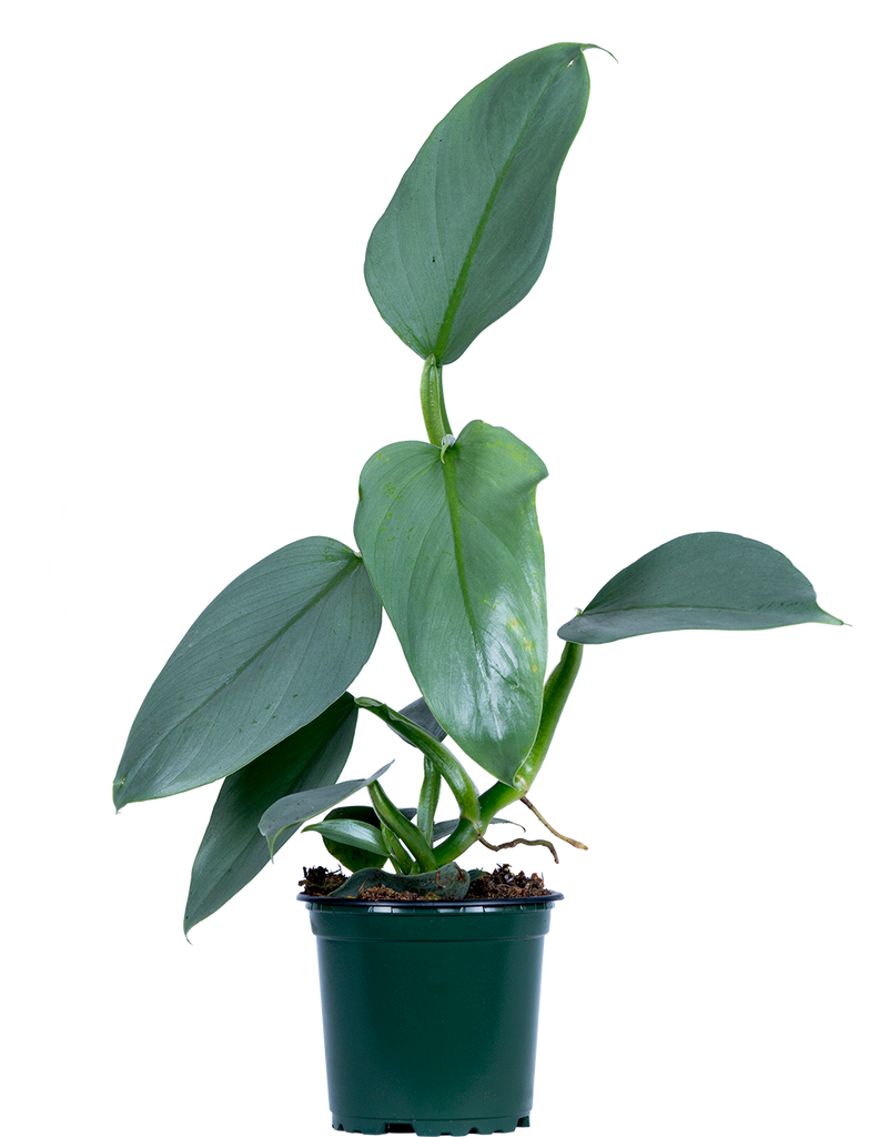 caring for an philodendron hastatum Philodendron Hastatum | Silver Sword | 4" Pot | Easy Care Houseplant