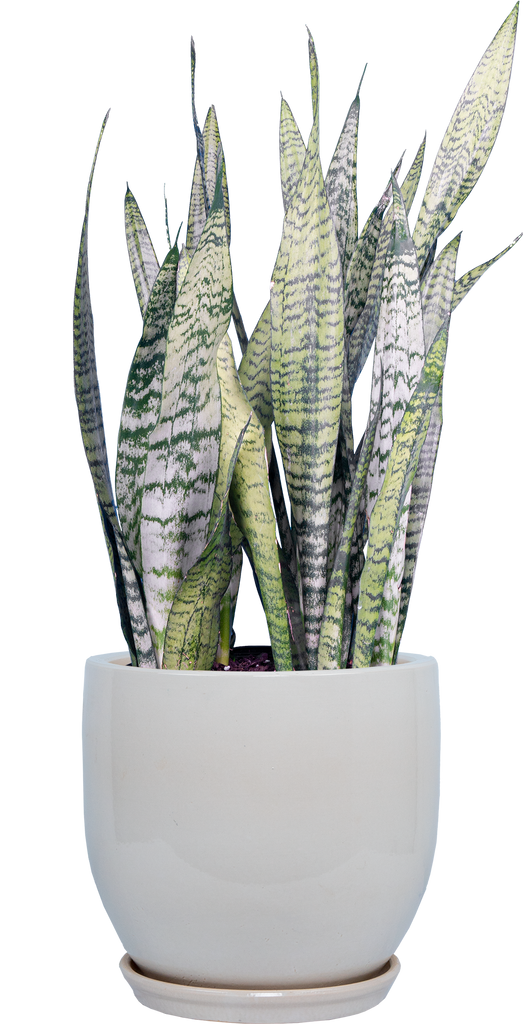 Sansevieria Zeylanica | Snake Plant | 8
