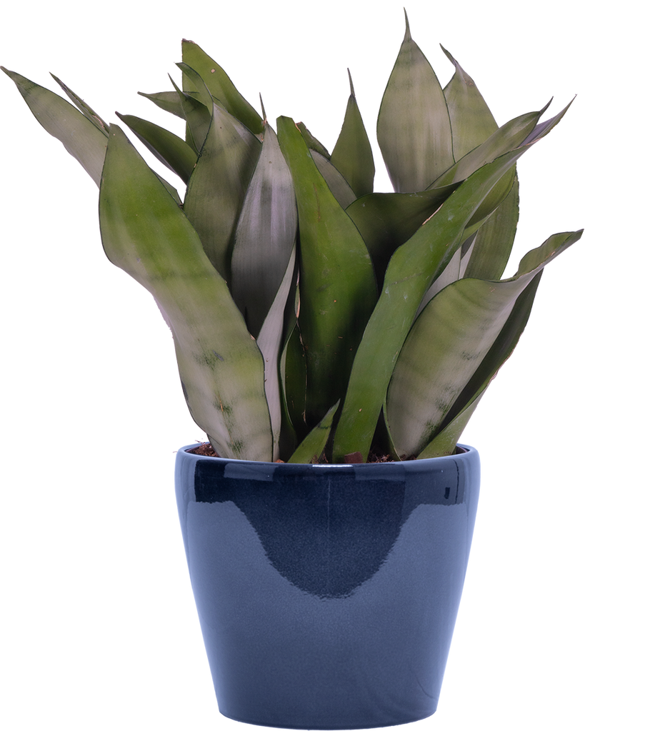 moonshine version snake plant Sansevieria Moonshine | Snake Plant | 6" Pot | Easy Care Houseplant