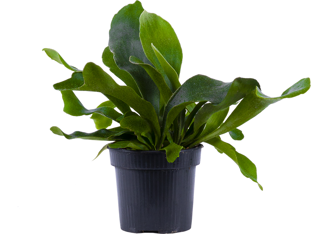 Staghorn Fern