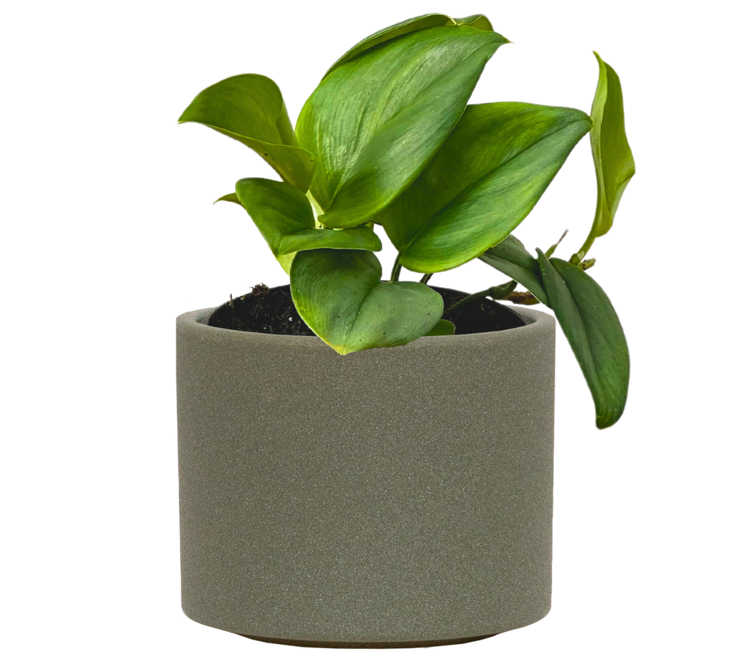 Scindapsus Treubii Moonlight