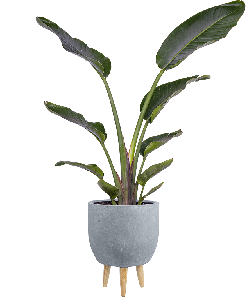 Strelitzia Nicolai