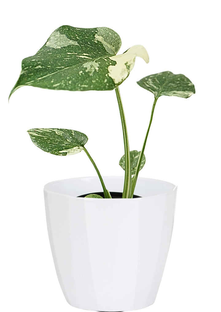 Thai Constellation Monstera Deliciosa | 4