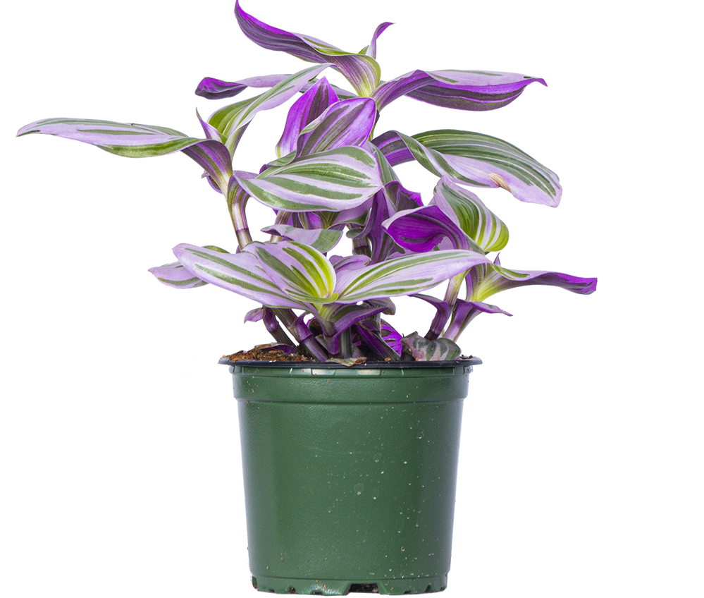 tradescantia nanouk succulent Tradescantia Nanouk (S)