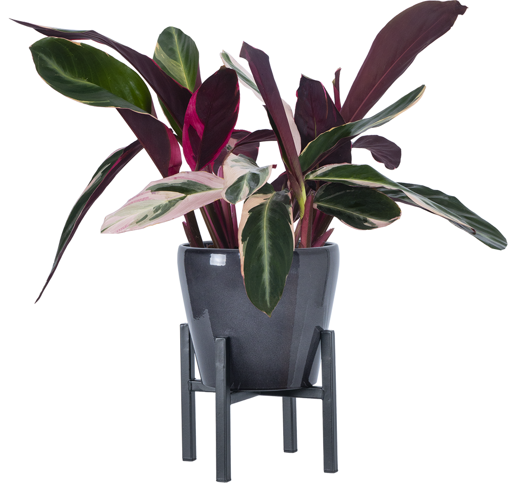 stromanthe triostar potting mix Calathea Stromanthe Triostar