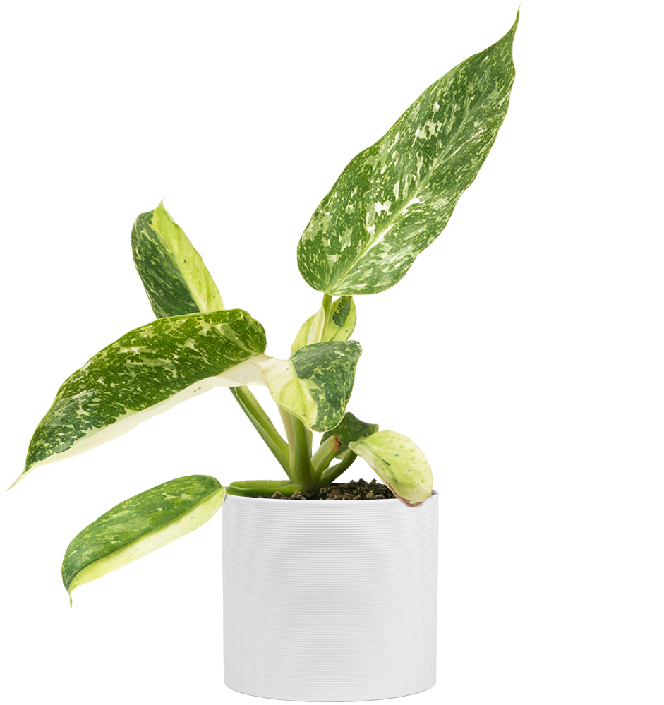 Variegated Philodendron Jose Buono | 4
