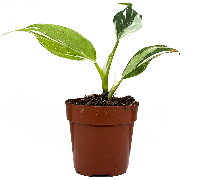 Philodendron White Wizard | 2.5