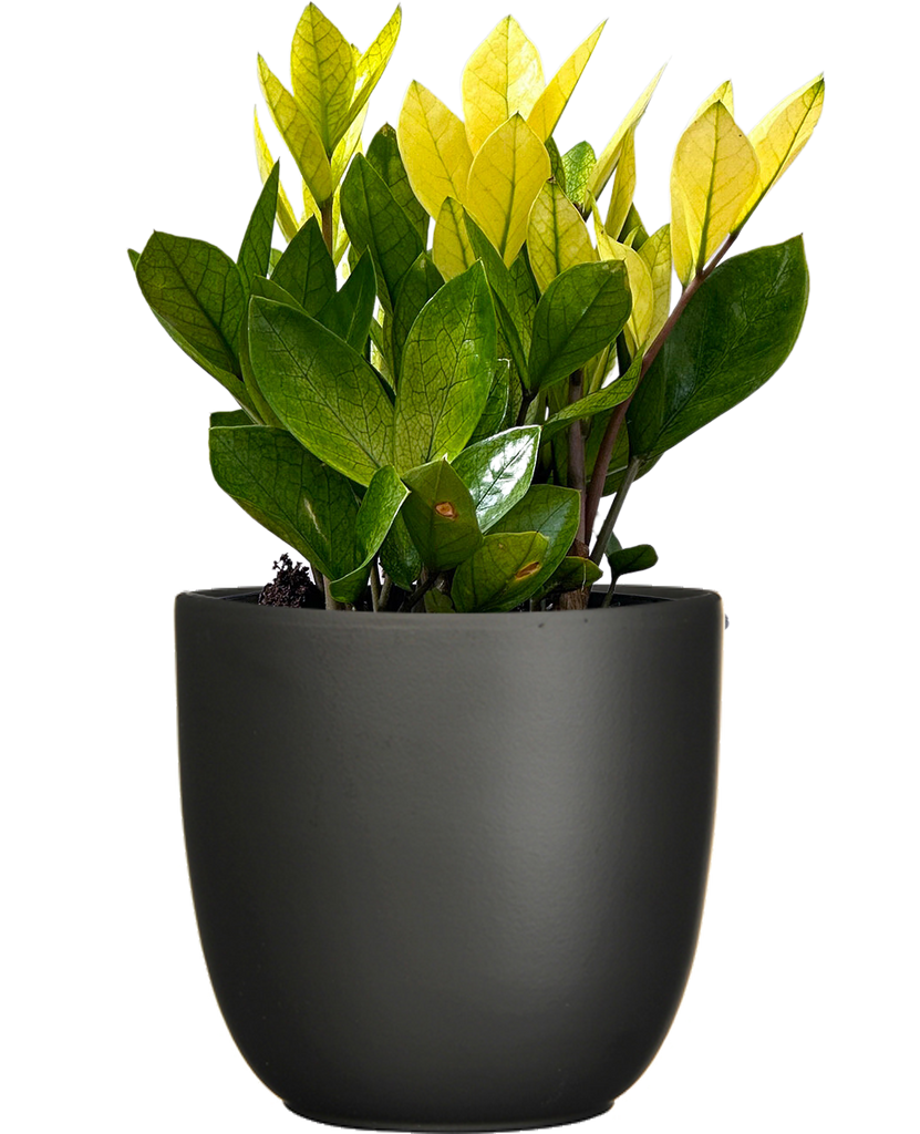 chameleon zz plants Zamioculcas | ZZ Plant | 16cm | Easy Care Houseplant