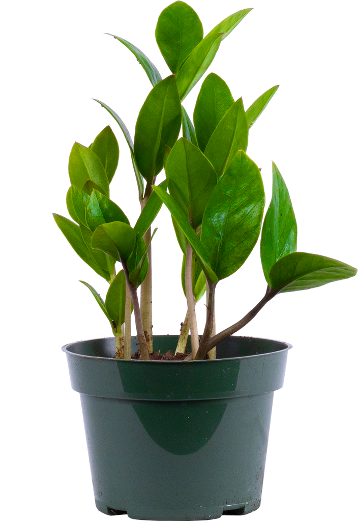 baby zz plant Zamioculcas (S)