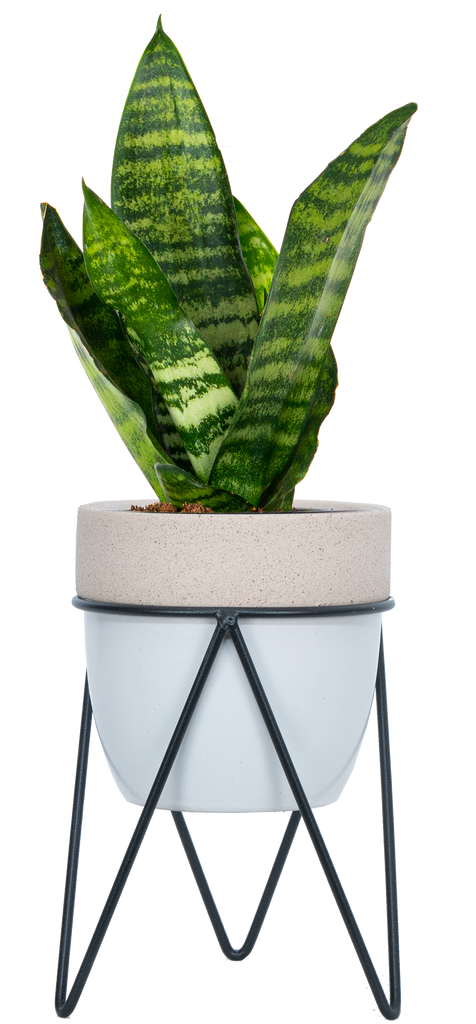 snake plant in pot with stand Sansevieria Zeylanica | Snake Plant | 4" Pot | Easy Care Houseplant
