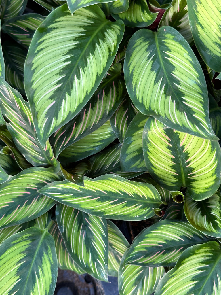 Calathea Beauty Star | 4