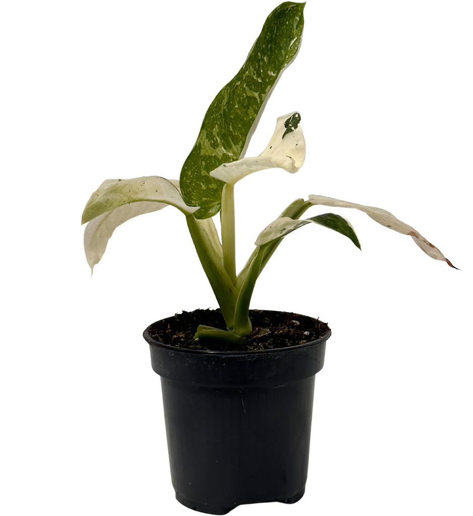 Variegated Philodendron Jose Buono | 4