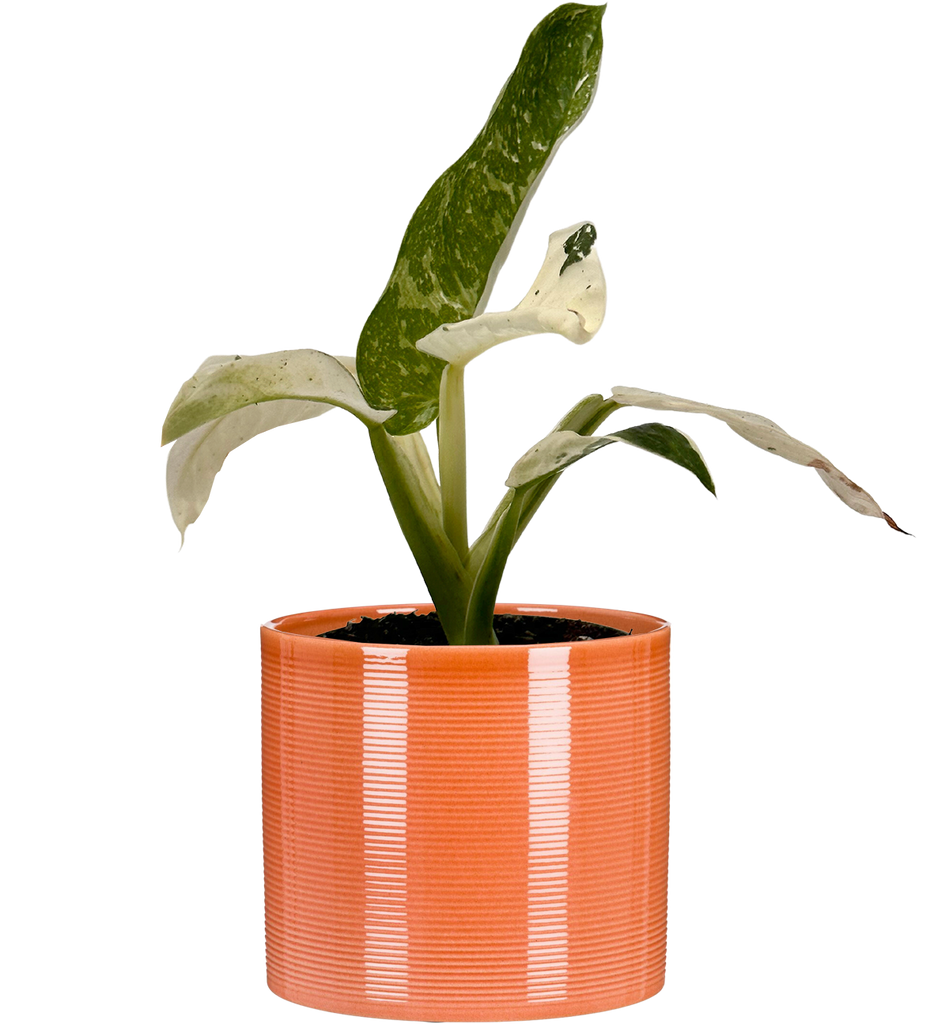 philodendron jose buono price Variegated Philodendron Jose Buono | 4" Pot | Easy Care Houseplant