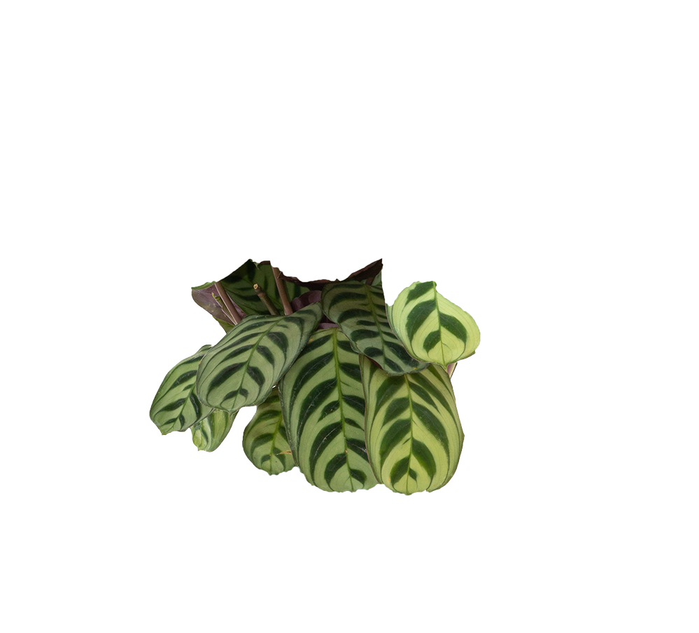 calathea burle marx prayer plant Ctenanthe Burle Marx | Prayer plant | 4" Pot | Pet Friendly Houseplant