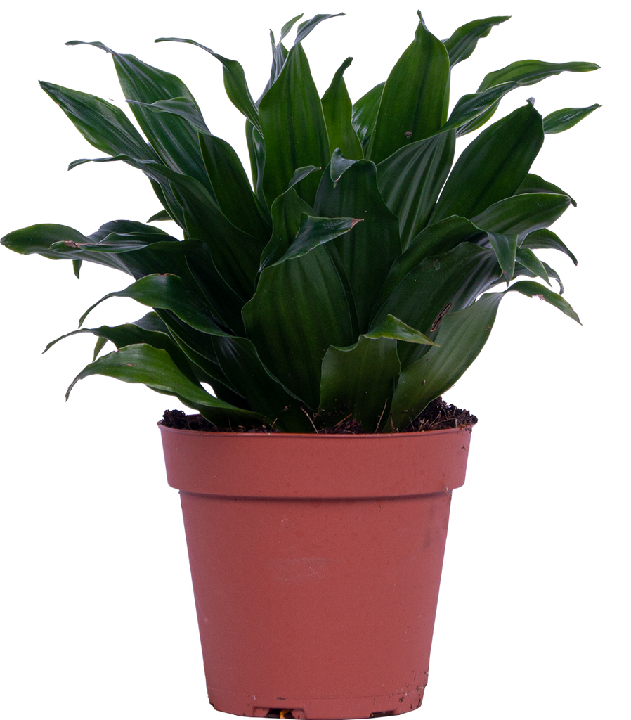 Dracaena Janet Craig Compacta | 4