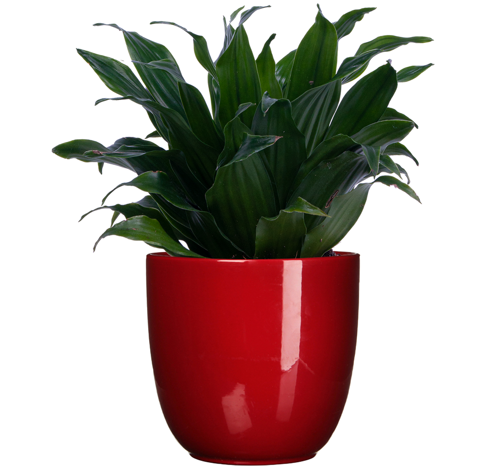 dracaena janet craig compacta plant Dracaena Janet Craig Compacta | 4
