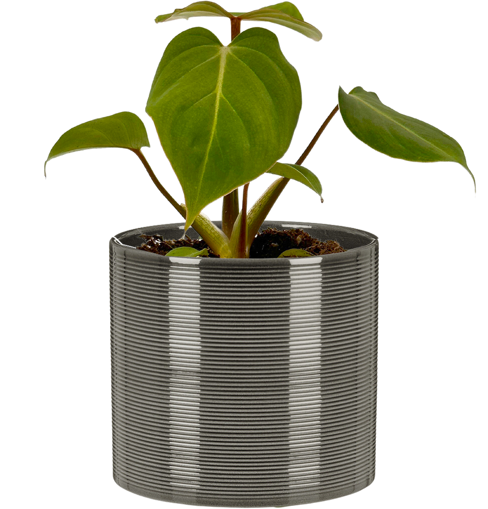 Philodendron Gloriosum | 4