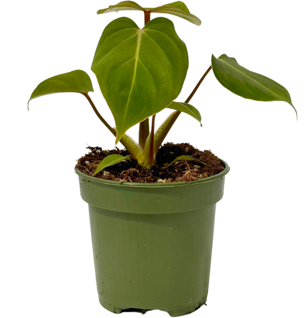 philodendron gloriosum pot Philodendron Gloriosum | 4" Pot | Easy Care Houseplant