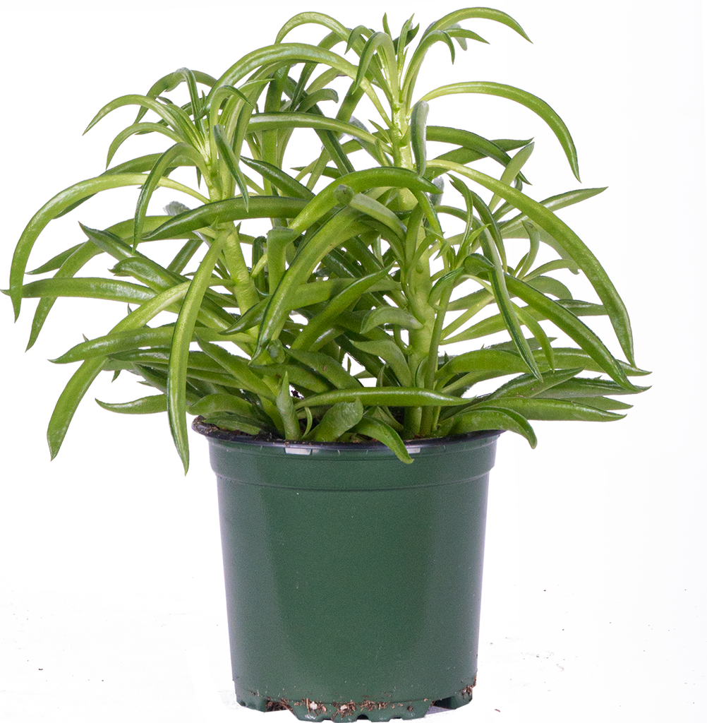 Peperomia Ferreyrae (S)