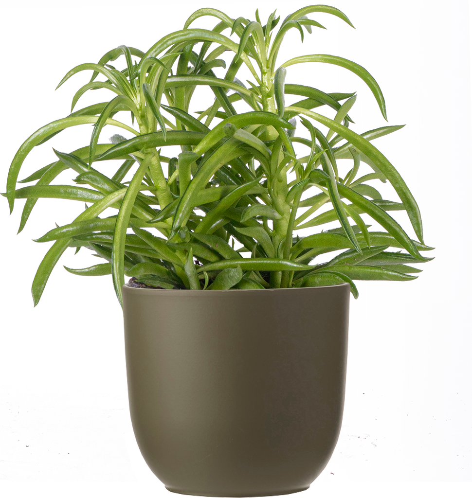 bean house plant Peperomia Ferreyrae (S)