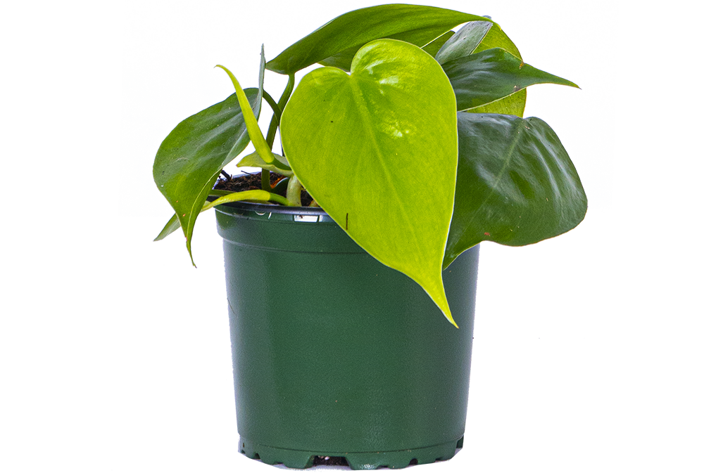 dark green heartleaf philodendron Philodendron Cordatum | Green Heartleaf | 4" Pot | Easy Care Houseplant