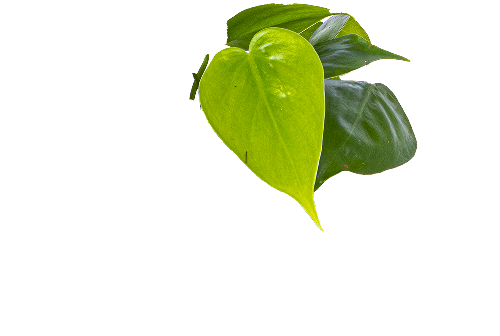 philodendron cordatum heartleaf Philodendron Cordatum | Green Heartleaf | 4
