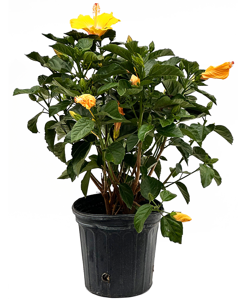 plant terrarium kit Artizan Terrarium Kit – The Artizan Way main image 1