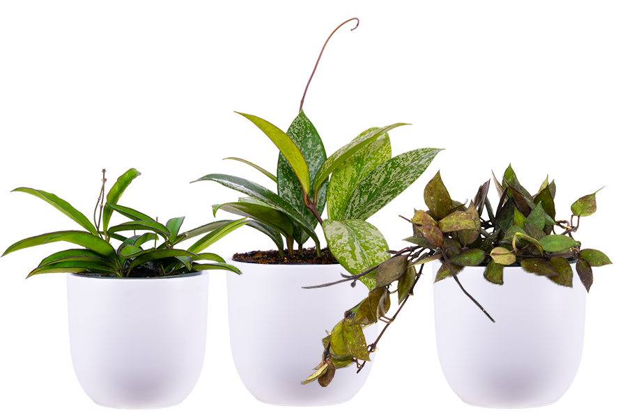 pots for hoya plants Hoya Trio - Assorted | 4" Pot | White Pots