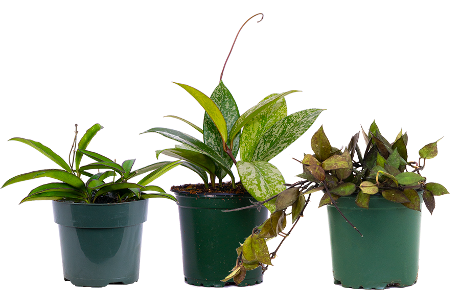 pots for hoya plants Hoya Trio - Assorted | 4