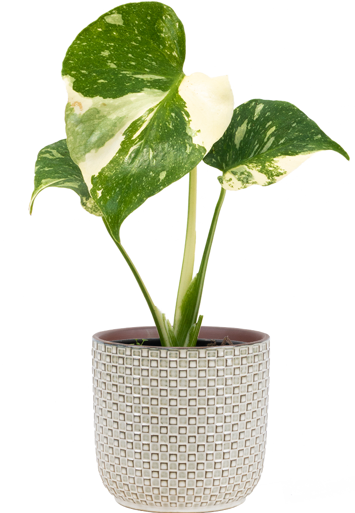 thai constellation pothos Thai Constellation Monstera Deliciosa | 4" Pot | Variegated Swiss Cheese Plant