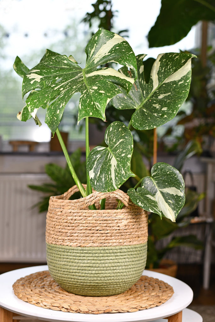 Thai Constellation Monstera Deliciosa | Variegated Swiss Cheese Plant | 8