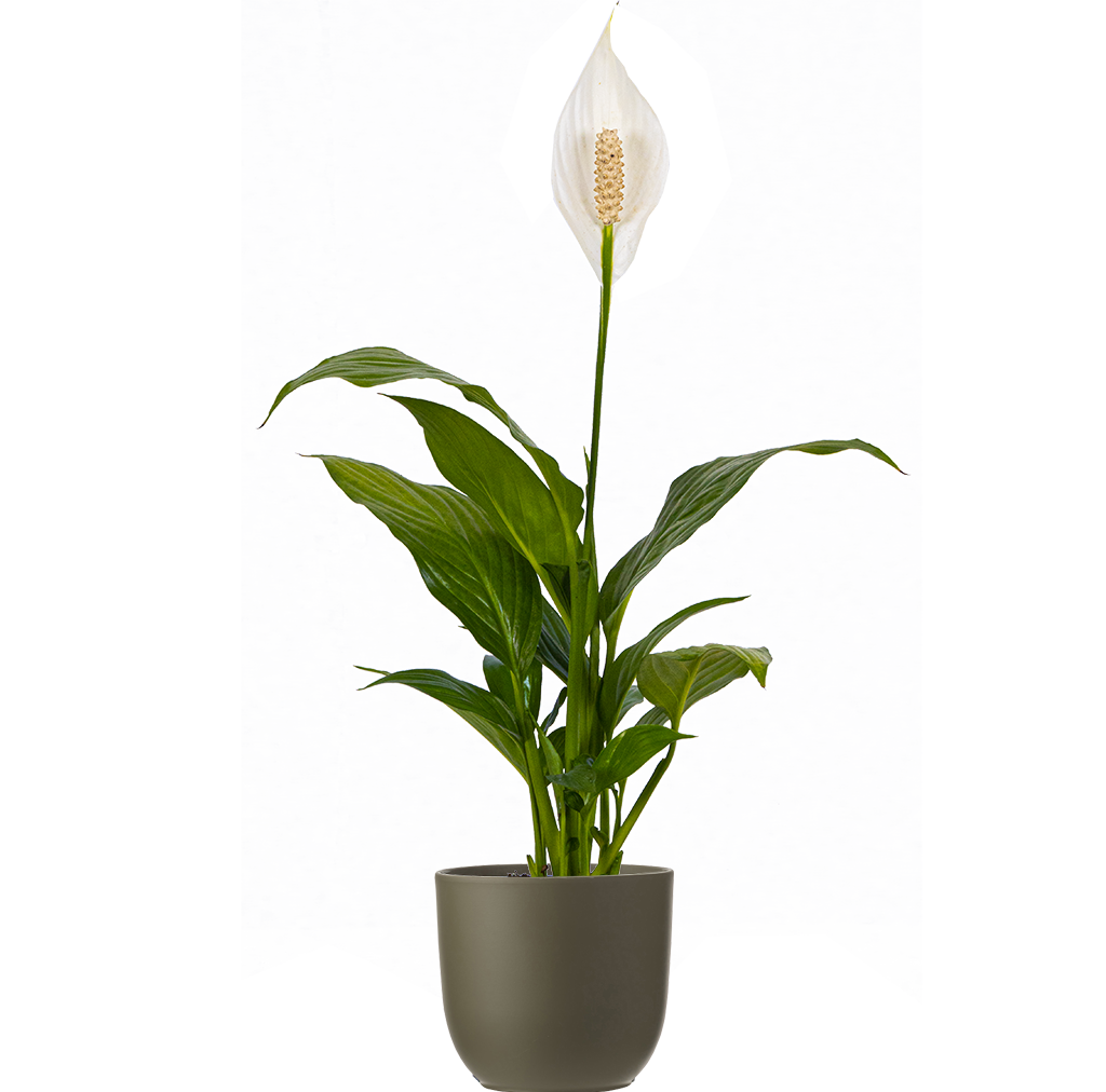 peace lily white pot Peace Lily | Spathiphyllum | 4" Pot | Easy Care Houseplant
