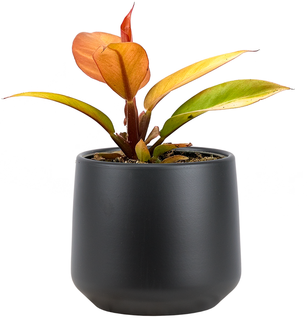 Philodendron Prince of Orange (S)