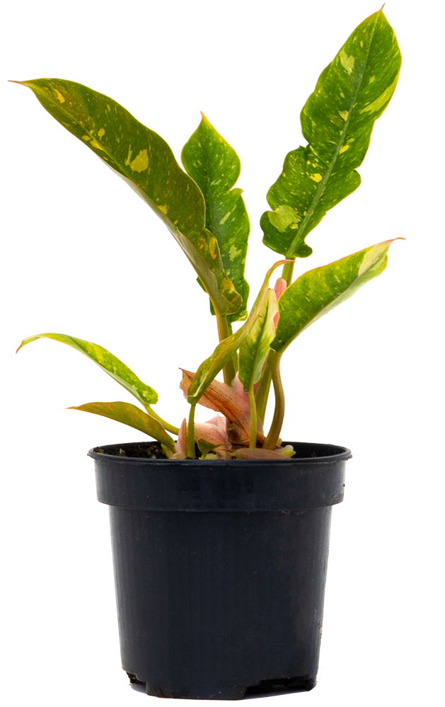variegated philodendron ring of fire Philodendron Ring of Fire (S)