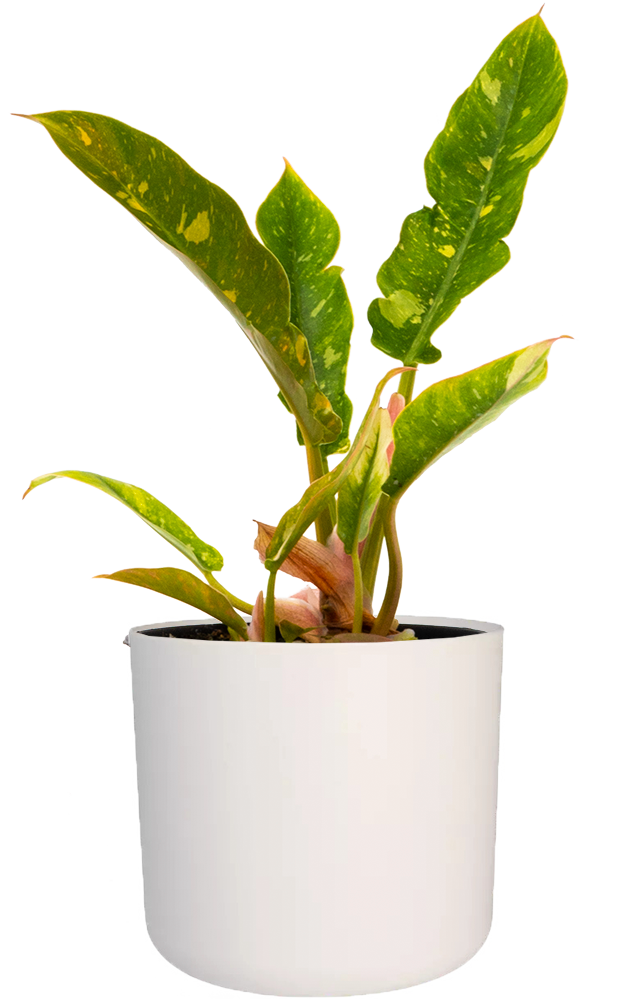 philodendron ring of fire stable variegation Philodendron Ring of Fire | 4" Pot | Easy Care Houseplant