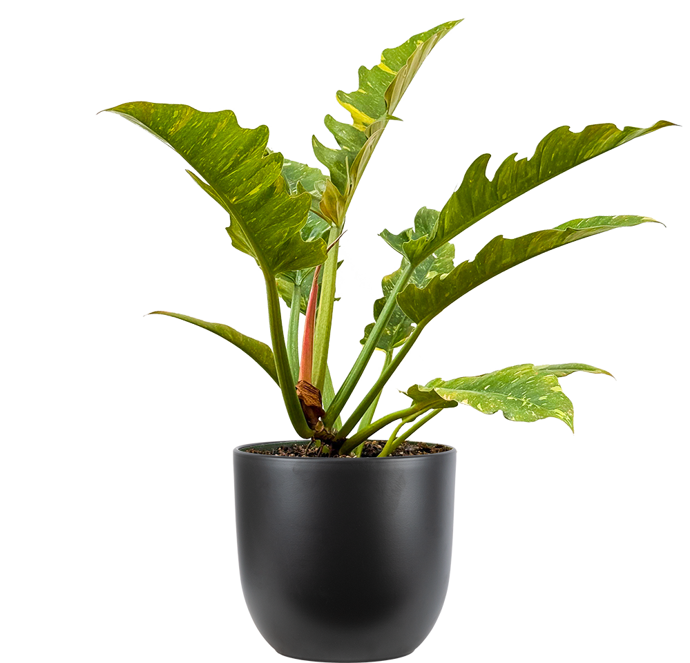 Philodendron Ring of Fire | 4