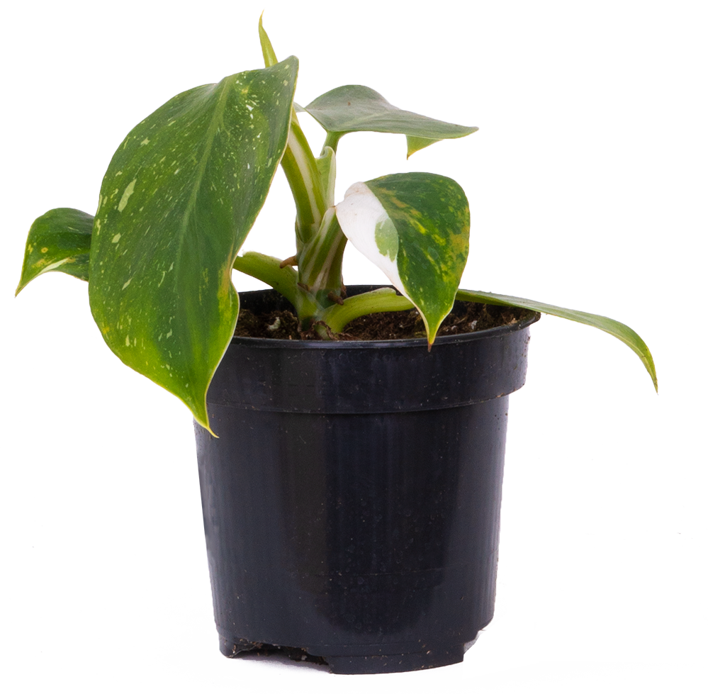 philodendron white wizard marble Philodendron White Wizard - Grower’s Choice - 4” Pot