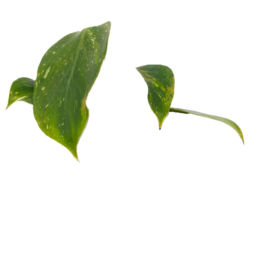 riesen monstera kaufen Große Monstera | Monstera deliciosa main image 1