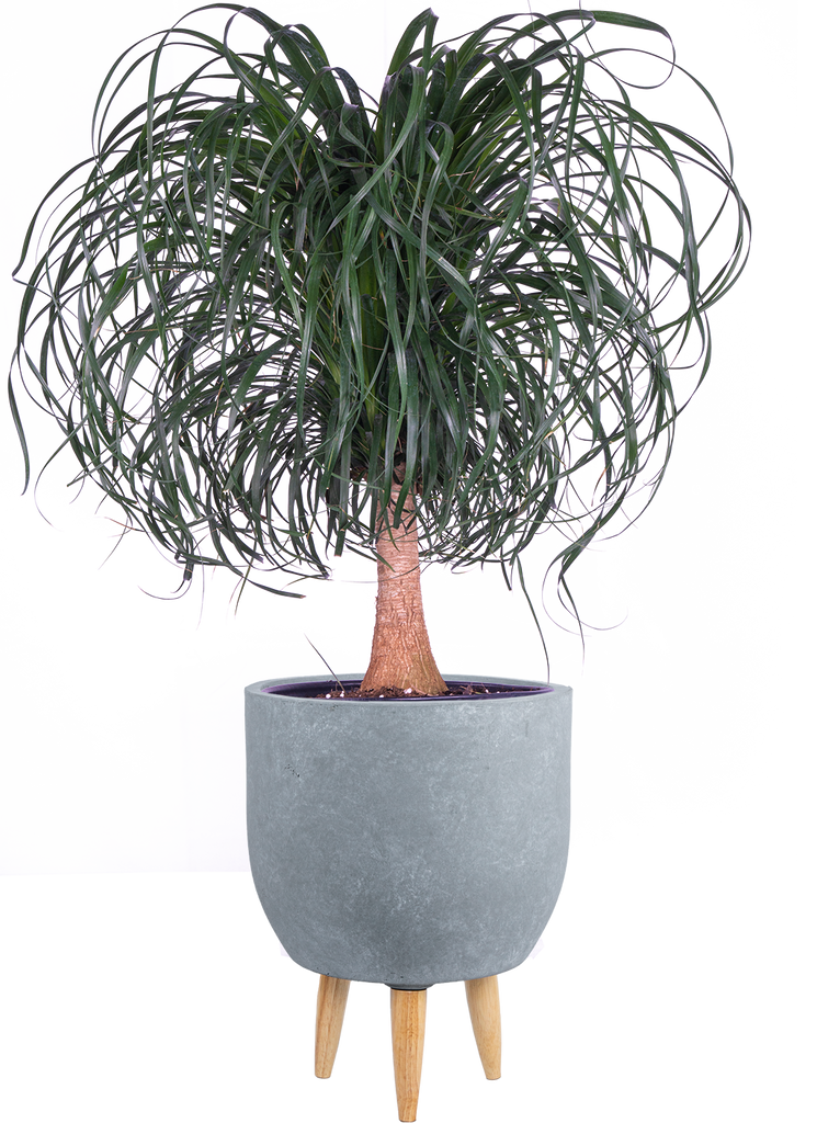 Ponytail Palm | Beaucarnea | 10