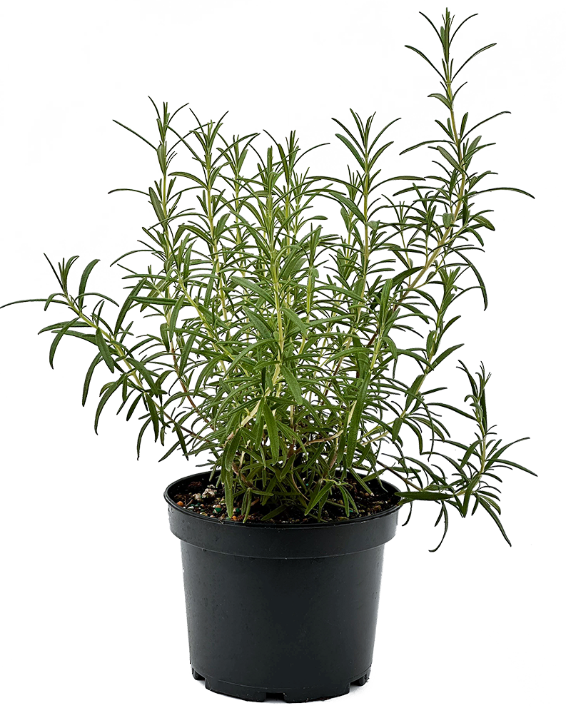 rosemary potted plant Rosemary Upright | 6" Pot | Pet Friendly Garden Plant