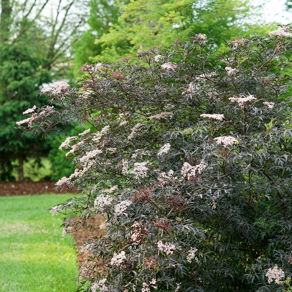 Black Lace® | Sambucus Nigra Elderberry | Proven Winners | 4