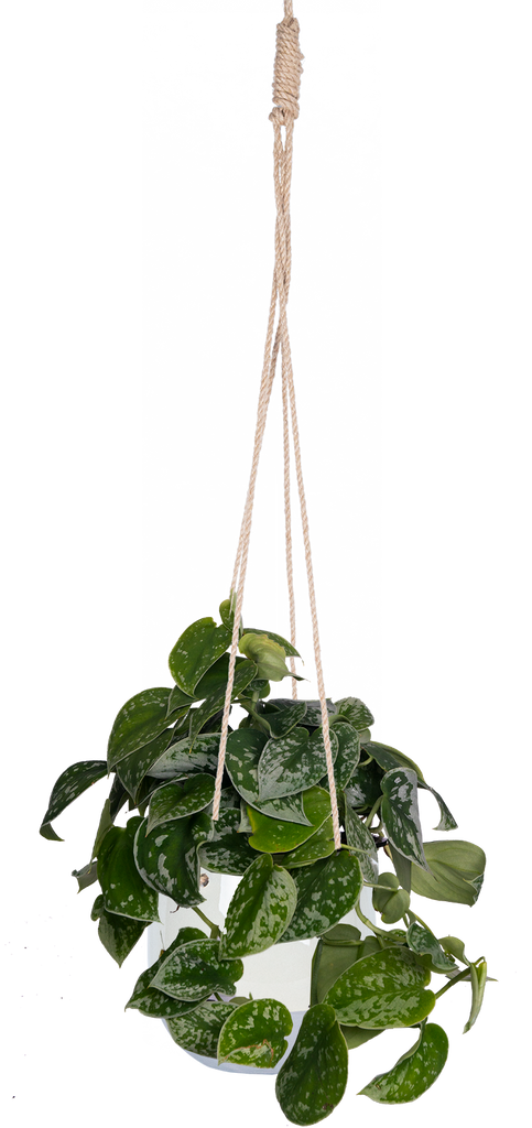Scindapsus Pictus 'Argyraeus' | Satin Pothos (M)