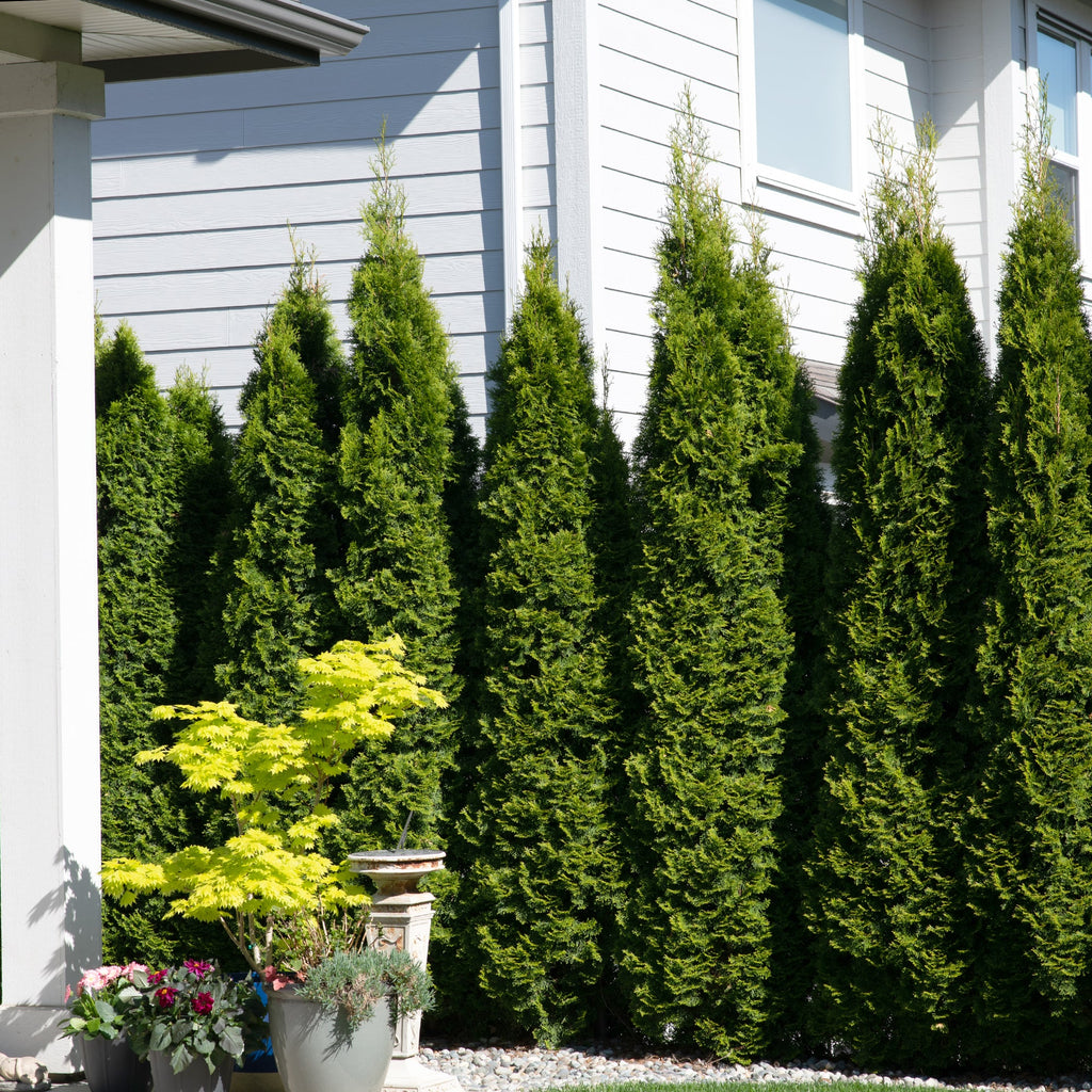 zamia Zamia Cycus ZZ PLANT – hariththarang