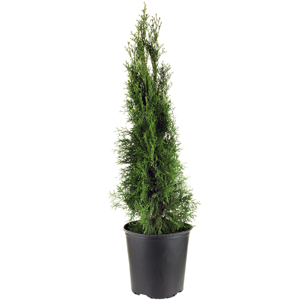 Thuja Occidentalis