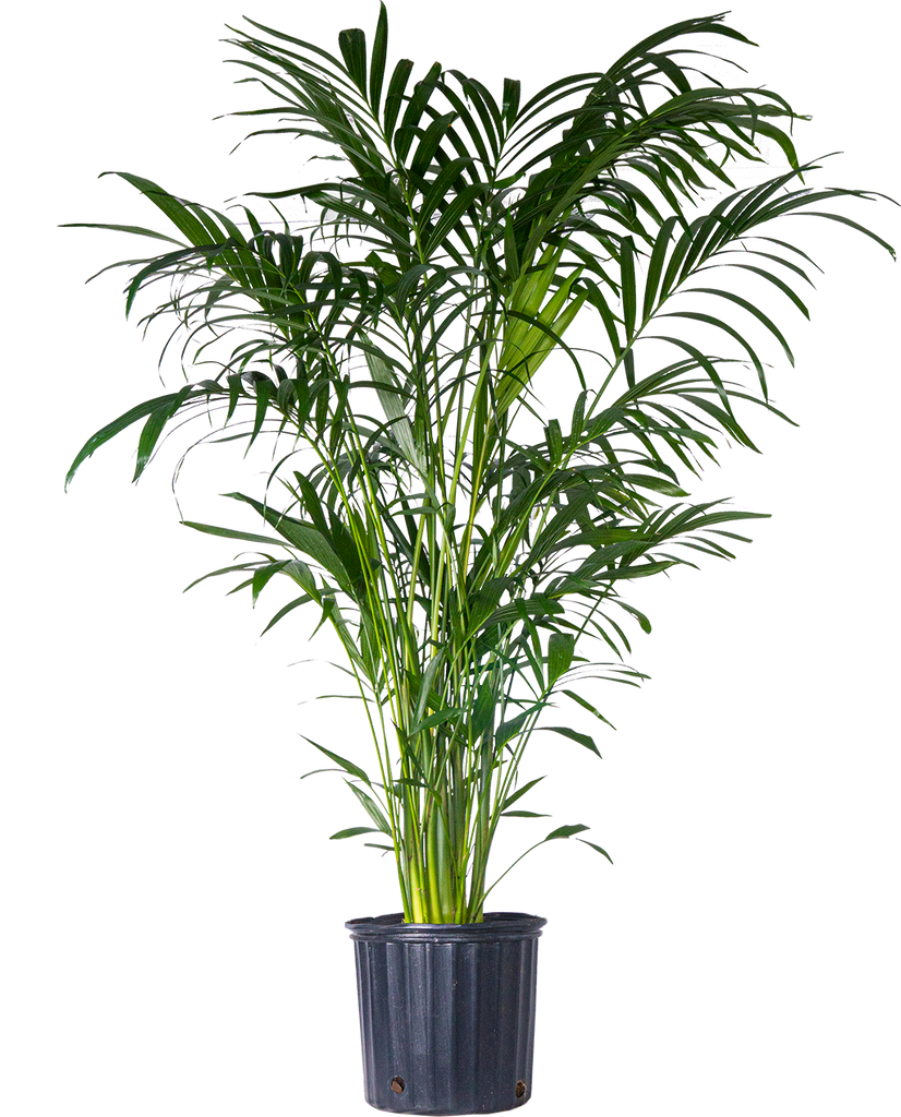 Cat Palm | Chamaedorea Cataractarum | 10