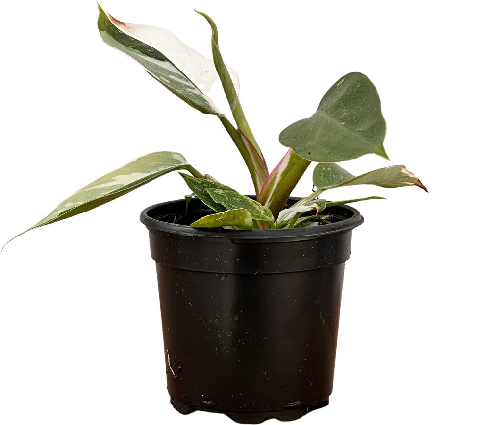 philodendron silver princess Philodendron White Princess (S)